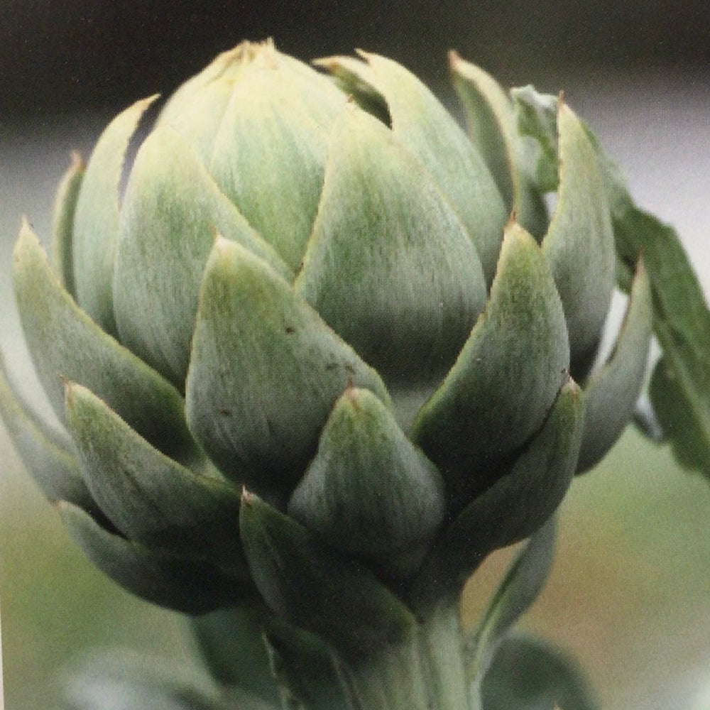 Artichoke, Green Globe