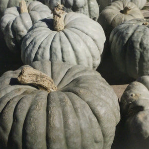 Squash, Jarrahdale Pumpkin