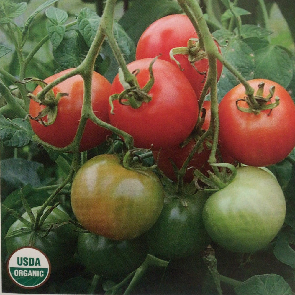 Tomato, Stupice (organic)