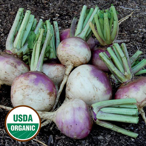 Turnip, Purple Top White Globe (organic)